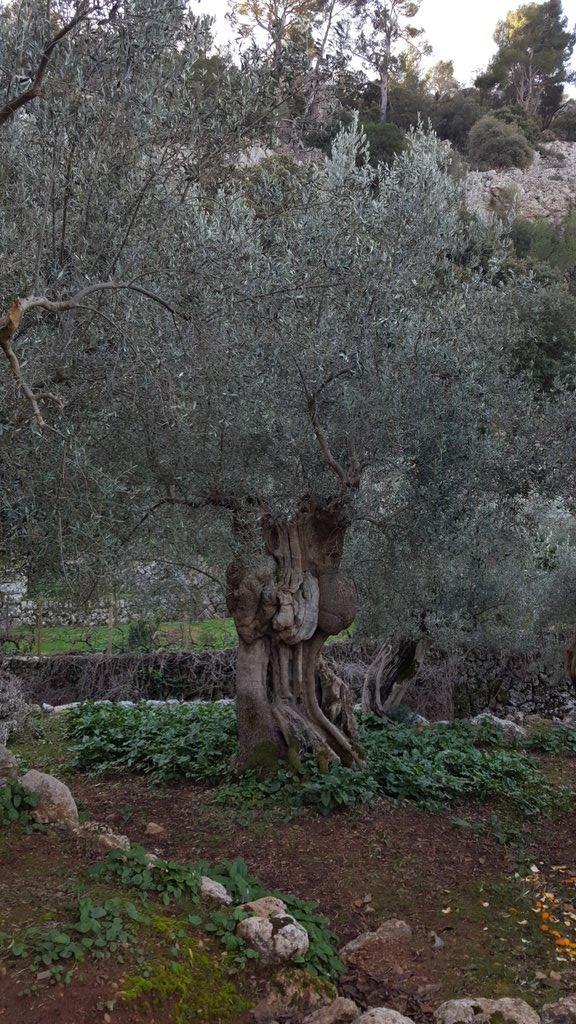 La DOP Oliva de Mallorca comercializó 19.300 kilos de aceituna en 2015