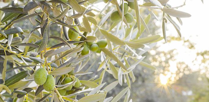 Xylella