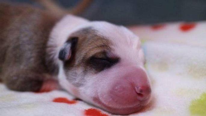 Una familia ha pagado entre 60.000 y 100.000 dólares para clonar a su mascota