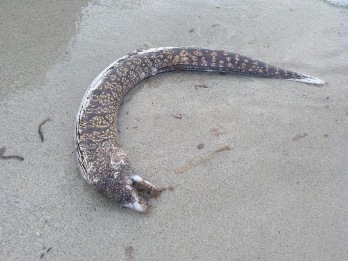Un virus es el causante de la muerte masiva de morenas en las Pitiusas