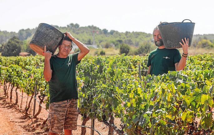 El calor y las torcaces, grandes amenazas para los viticultores de Ibiza