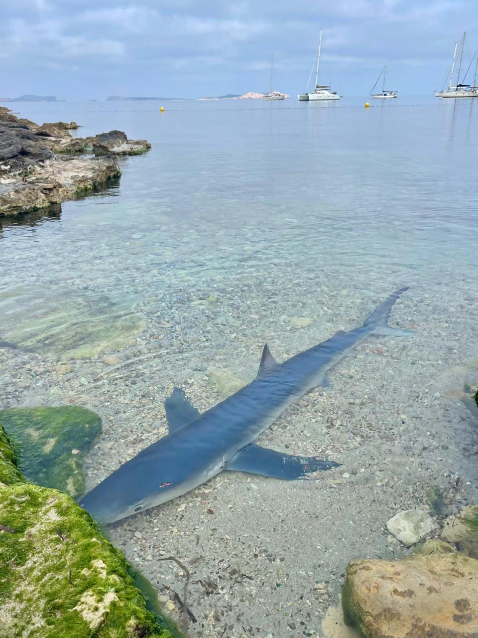 Las mejores imágenes del tiburón de dos metros encontrado en Sant Antoni