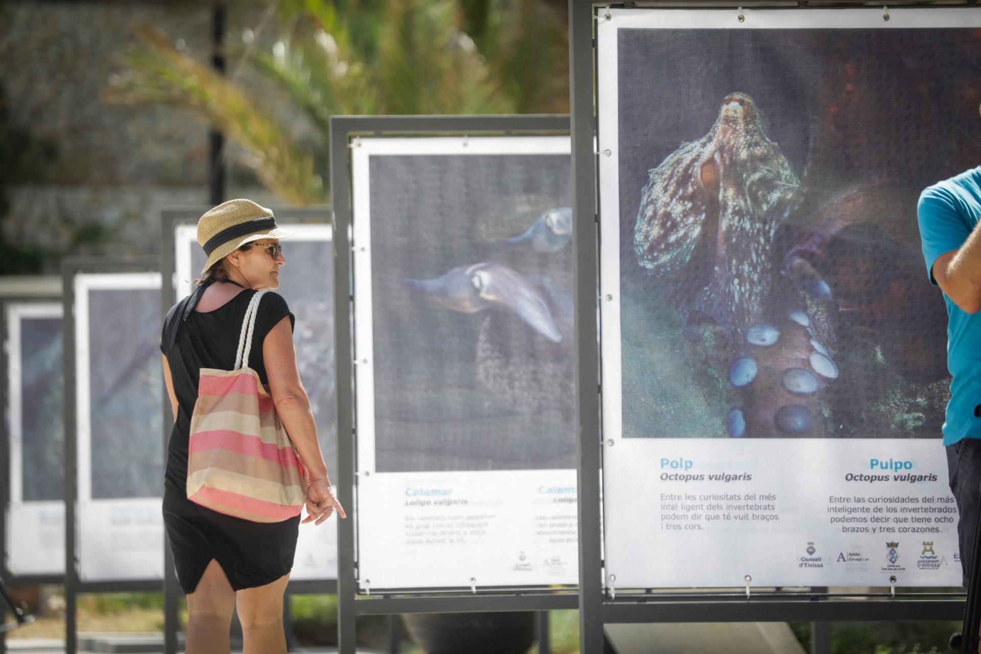 Las mejores imágenes de la exposición de pesca submarina en el paseo del puerto de Sant Miquel