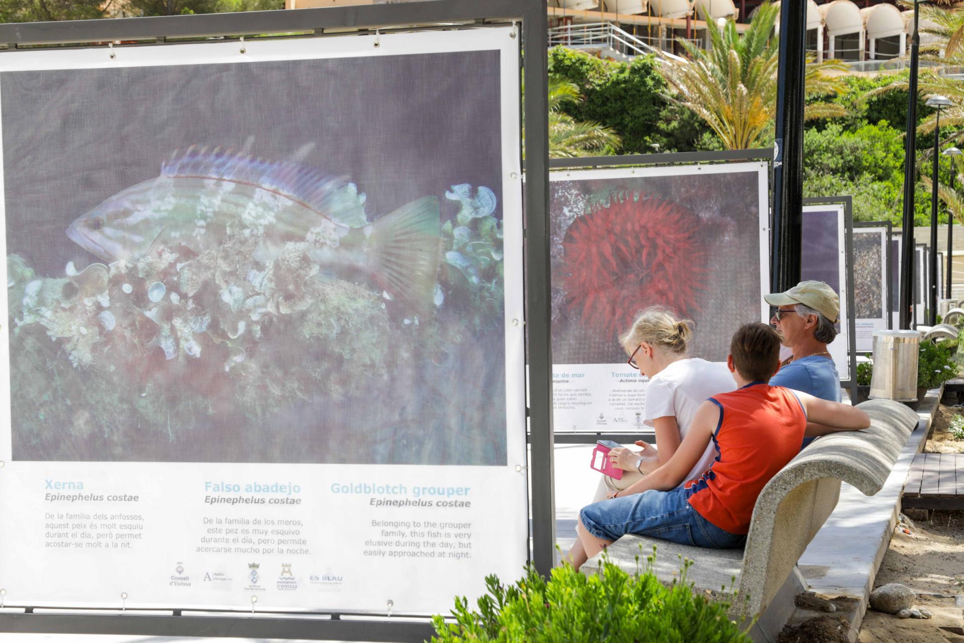Las mejores imágenes de la exposición de pesca submarina en el paseo del puerto de Sant Miquel