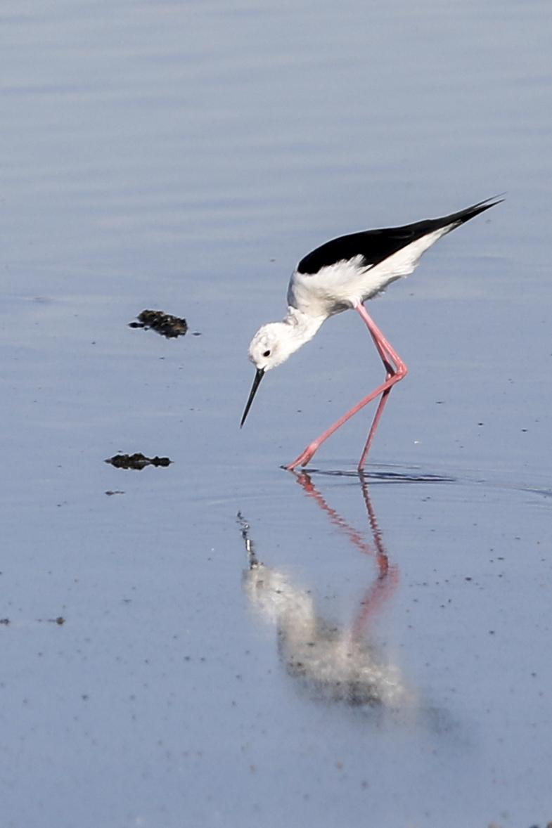 Los flamencos en el parque natural de ses Salines en imágenes
