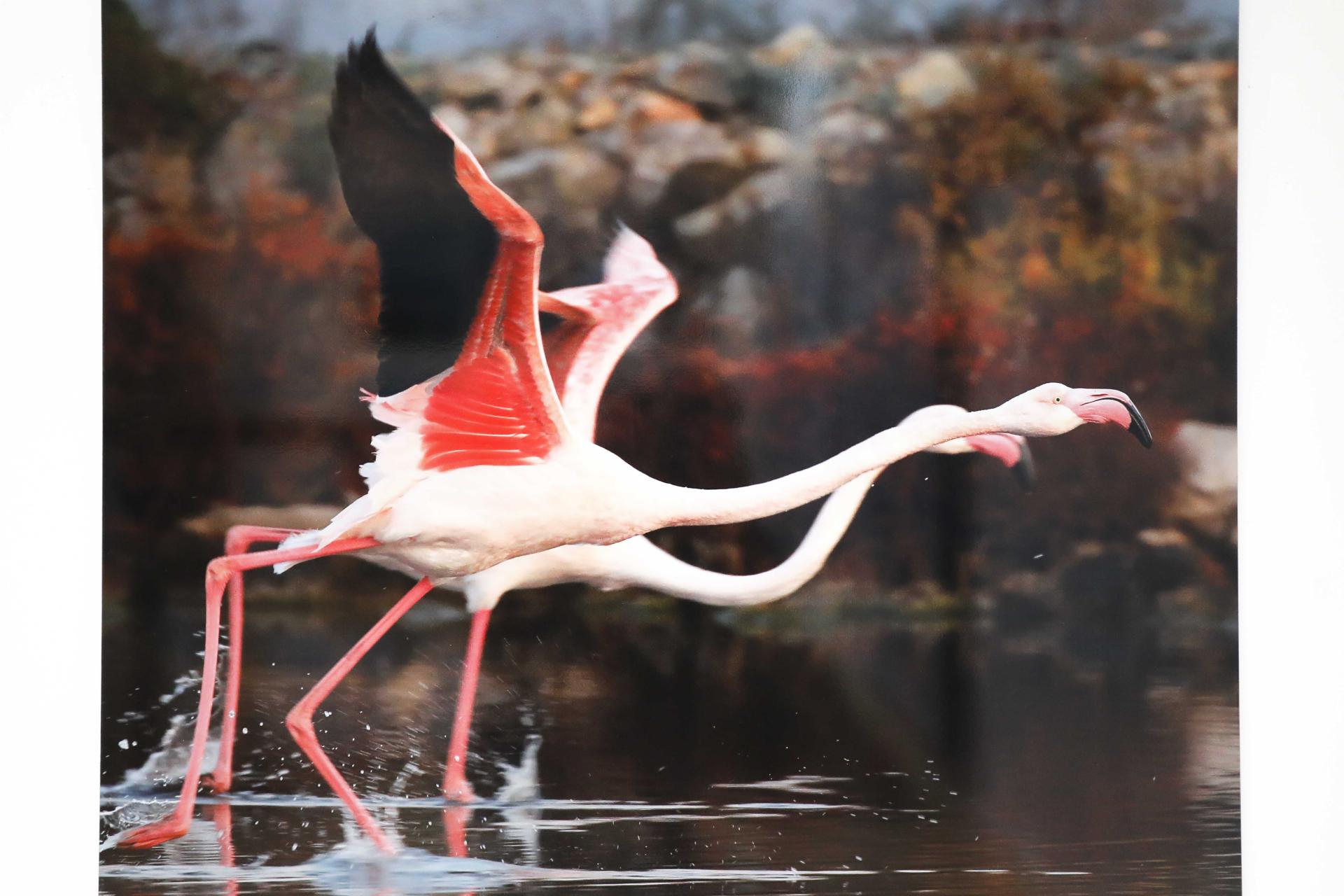 Los flamencos en el parque natural de ses Salines en imágenes