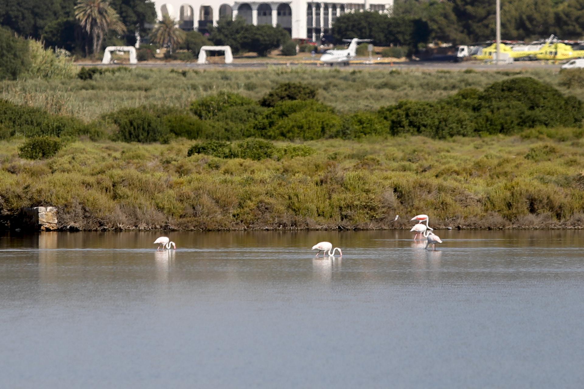 Los flamencos en el parque natural de ses Salines en imágenes