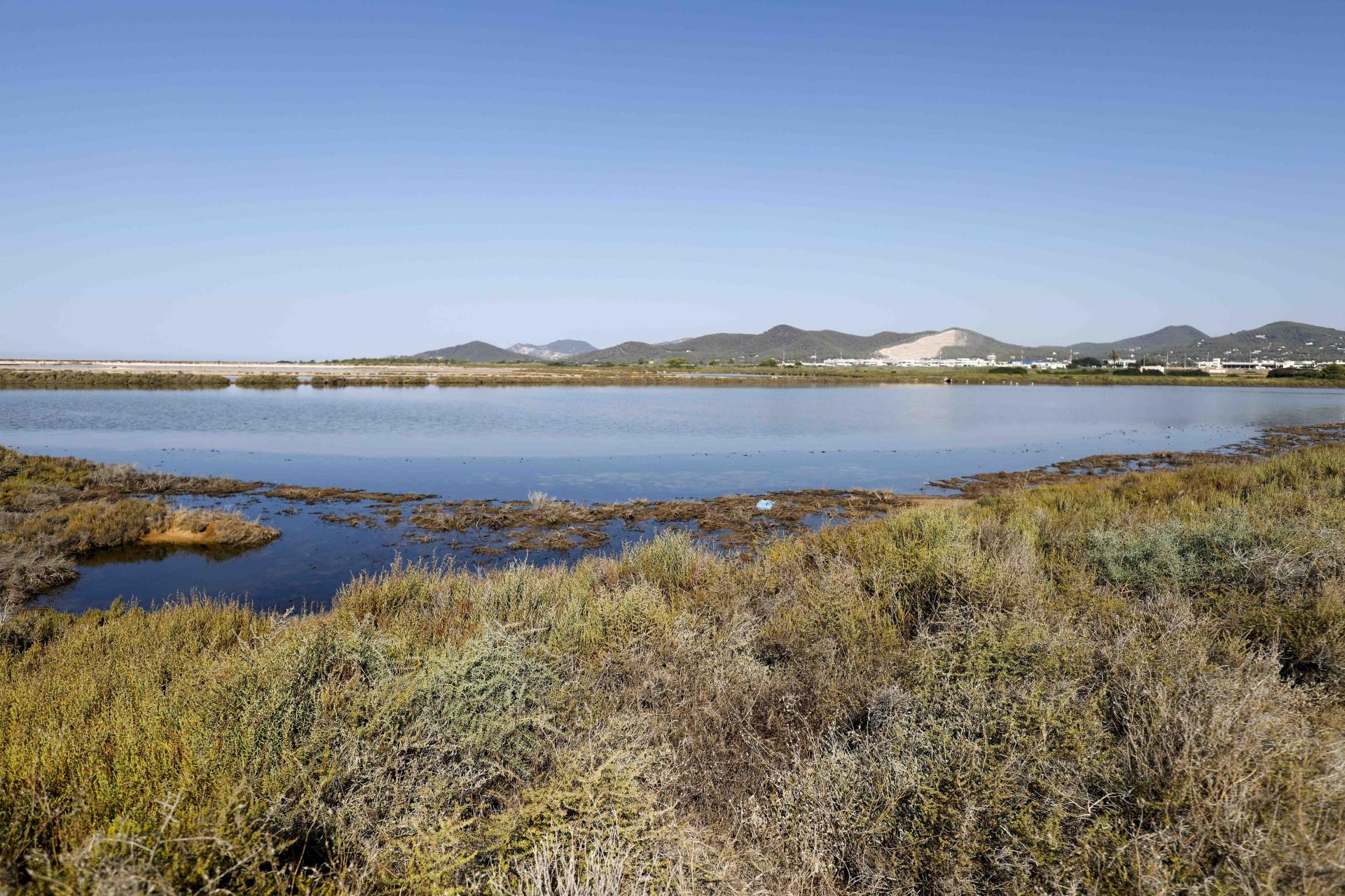 Los flamencos en el parque natural de ses Salines en imágenes