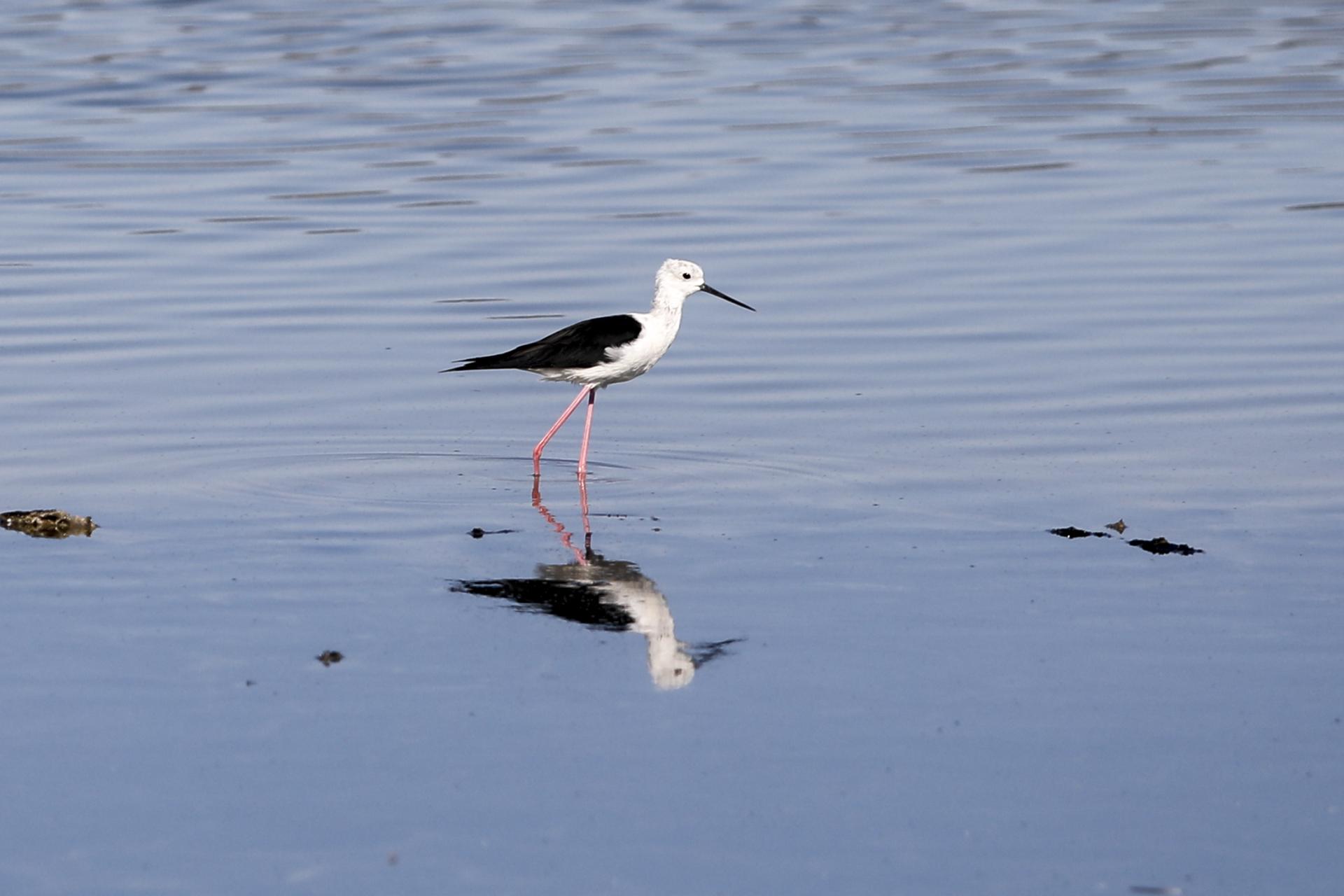 Los flamencos en el parque natural de ses Salines en imágenes