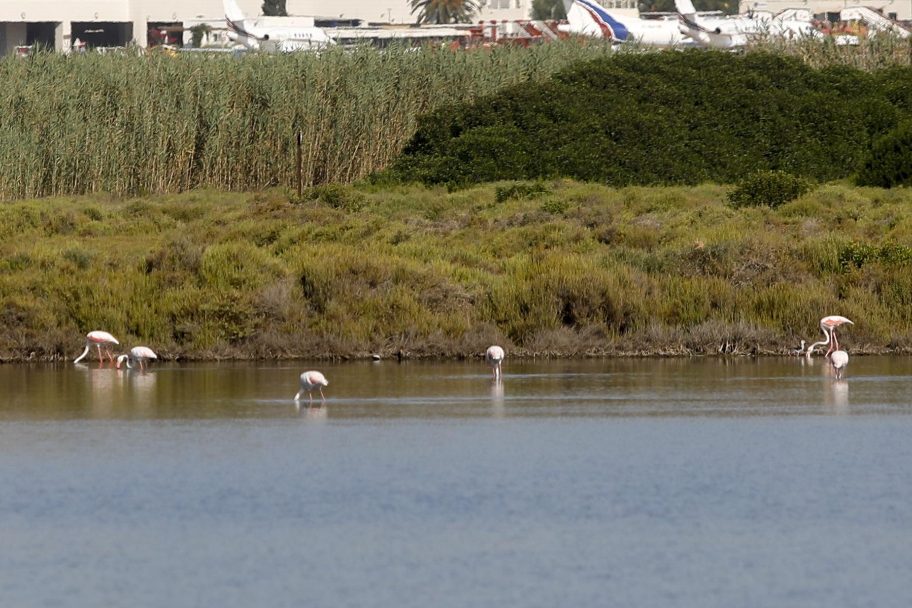 Los flamencos en el parque natural de ses Salines en imágenes