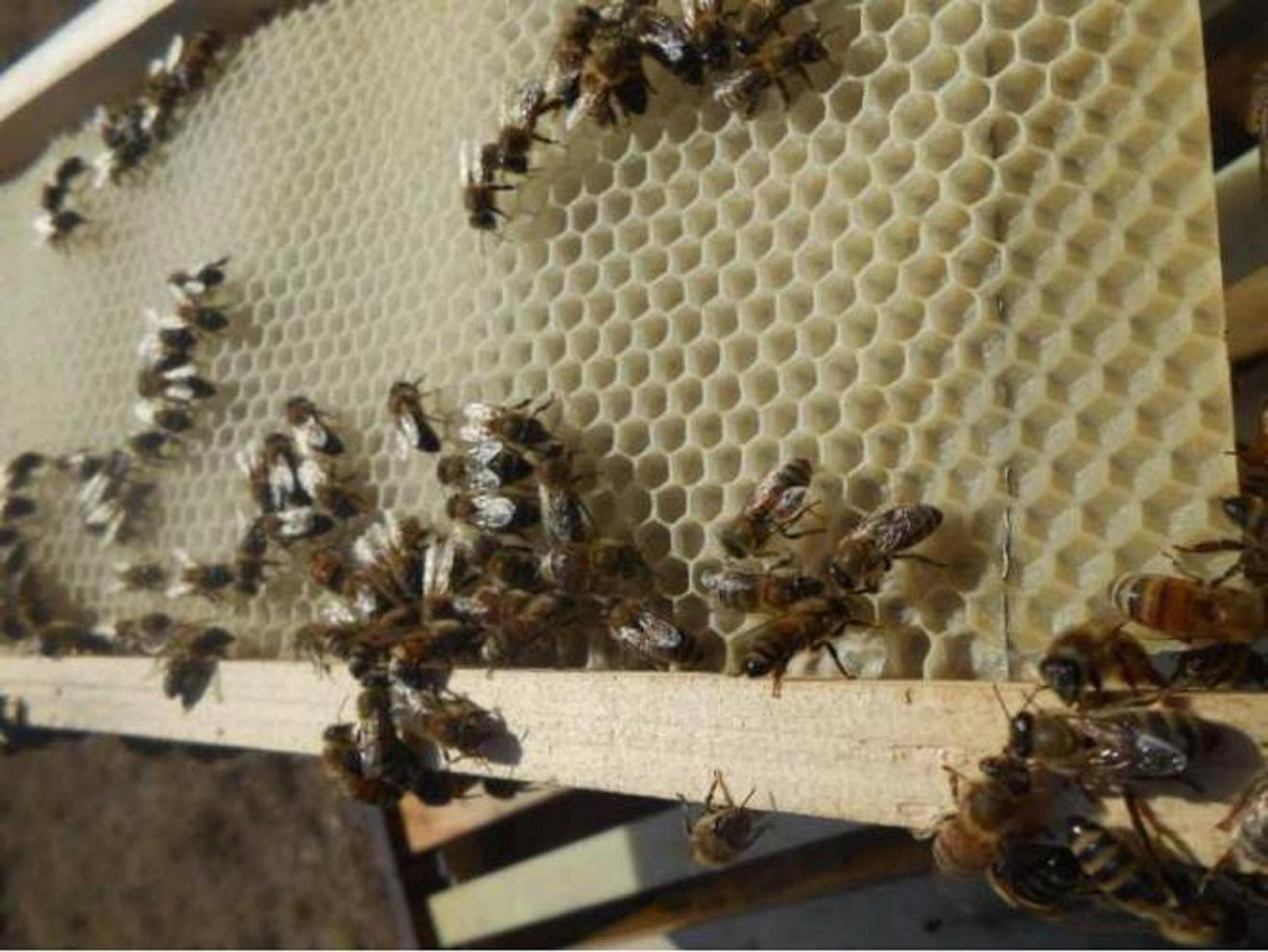 Revientan colmenas en Ibiza y ponen en jaque un proyecto clave para salvar la abeja autóctona
