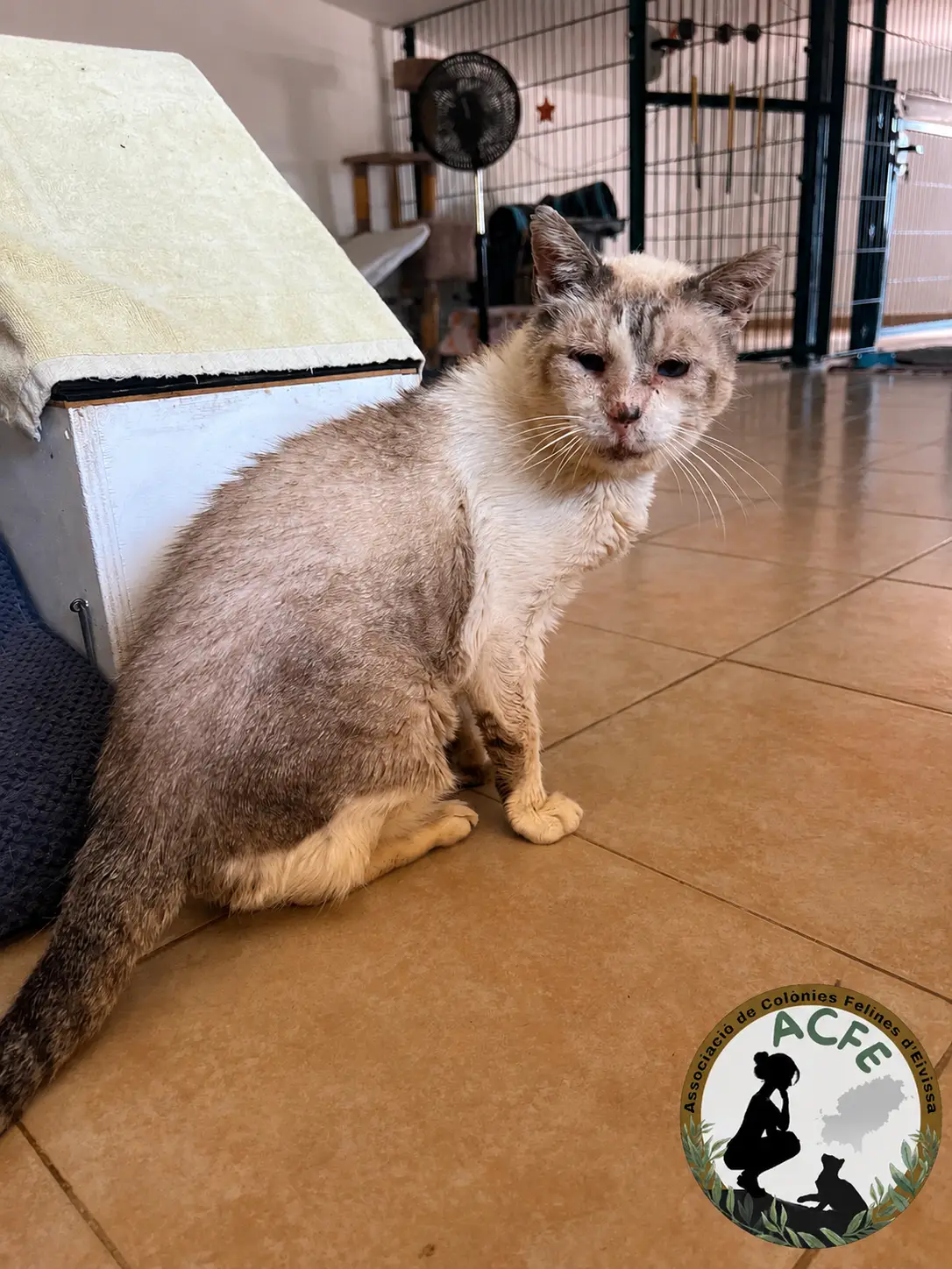 La Asociación de Colonias Felines de Ibiza solicita voluntarios para cuidar a los gatos de Sa Coma