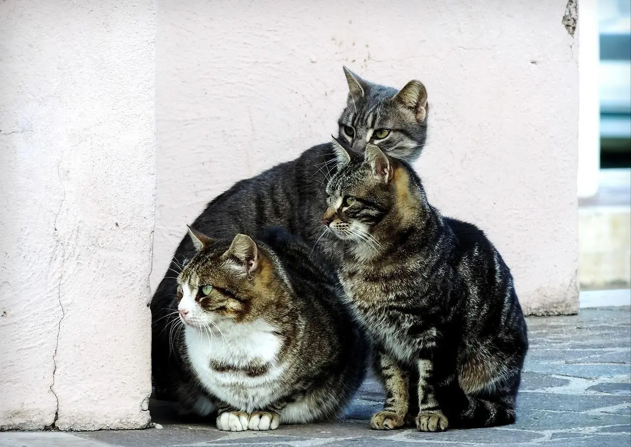 Ibiza da un paso más con sus gatos comunitarios: el Ayuntamiento empieza a facilitar pienso y las cuidadoras piden lo mismo al resto de municipios