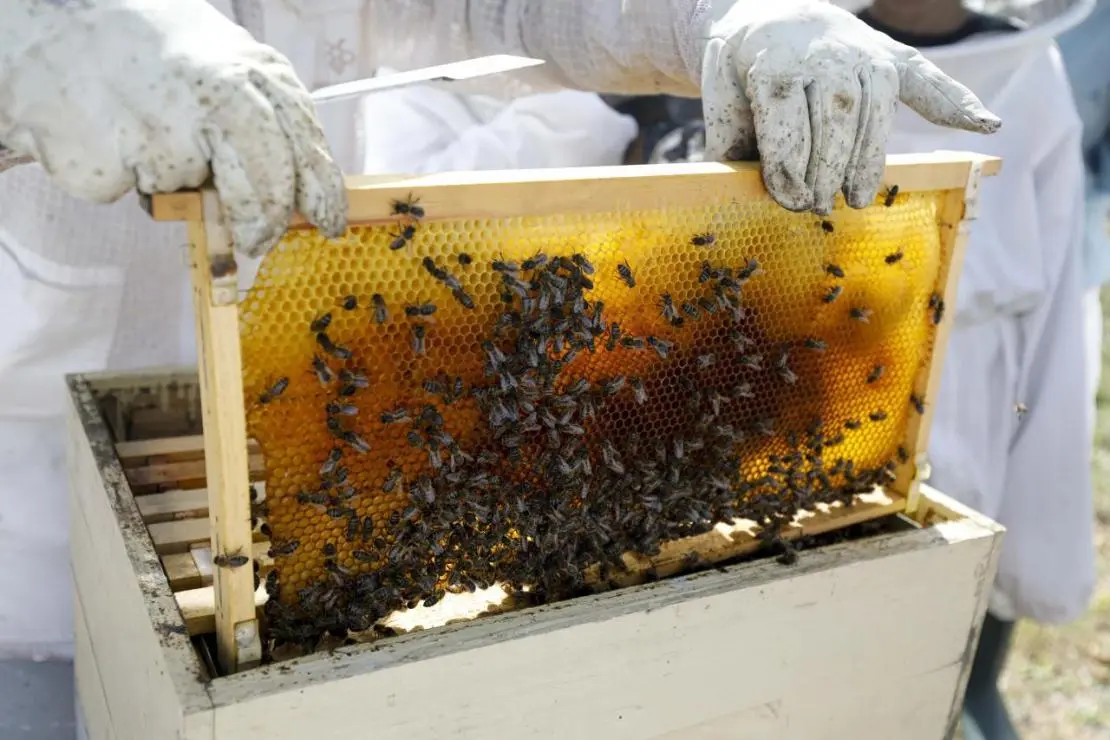 Situación crítica con las abejas de Ibiza: «Vamos a perder buena parte de la colonia apícola»
