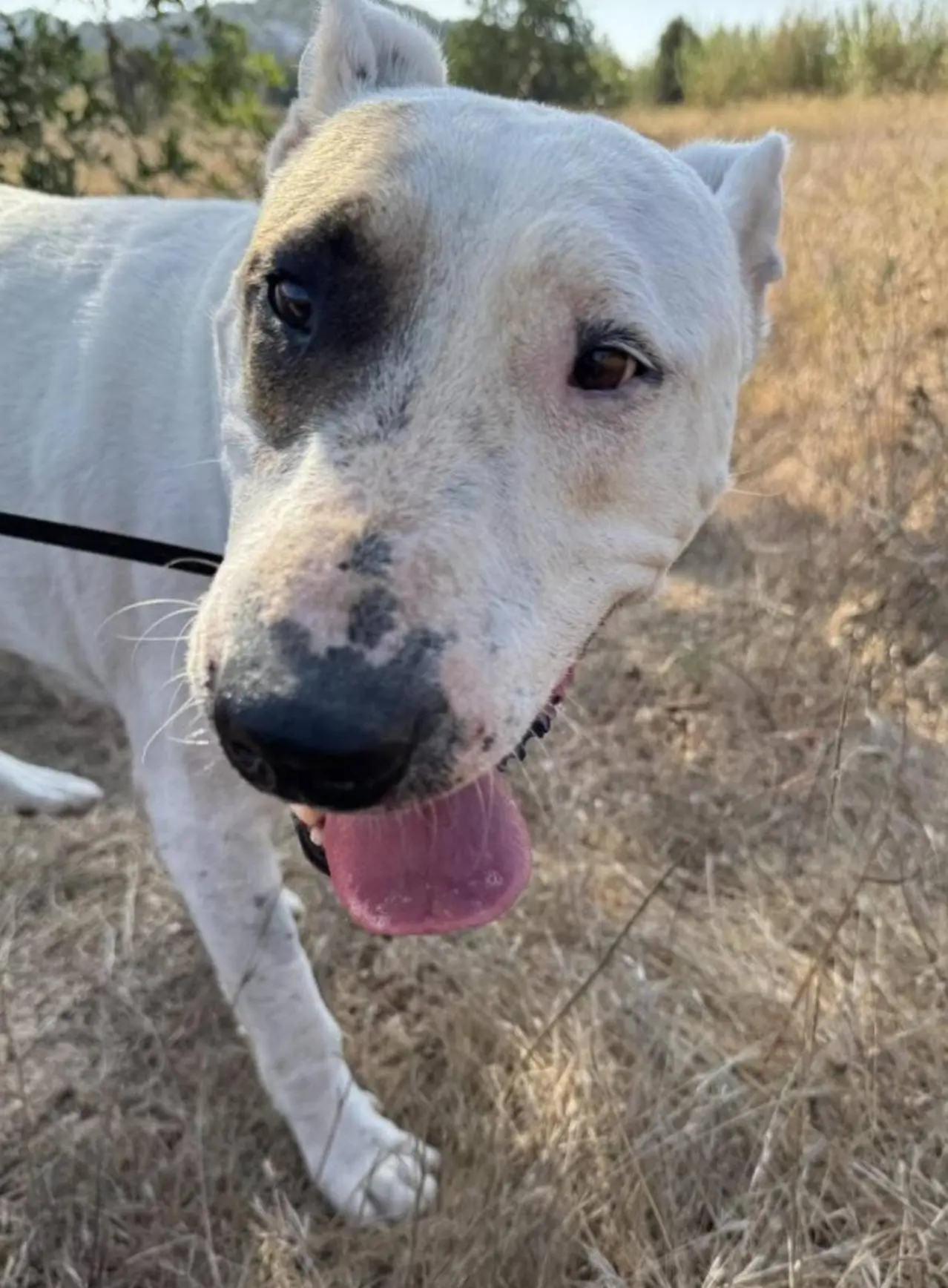 Ibiza tramita dos nuevas sanciones por abandono animal de 10.000 euros