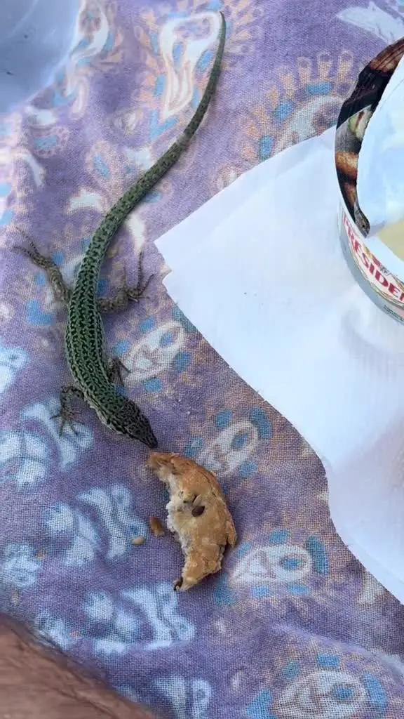 Se va de pícnic a una playa de Formentera y acaba compartiendo su comida con una sargantana