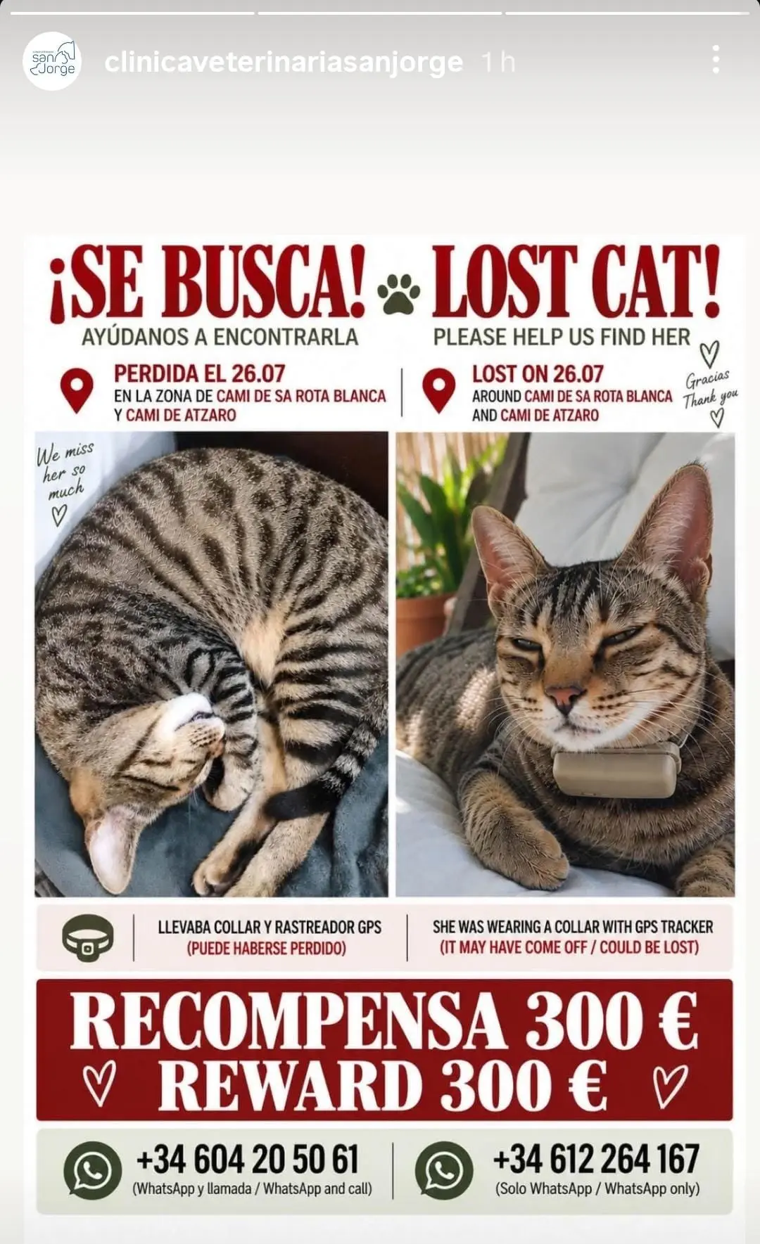 Ofrecen 300 euros de recompensa para quien encuentre una gata perdida en Ibiza desde julio