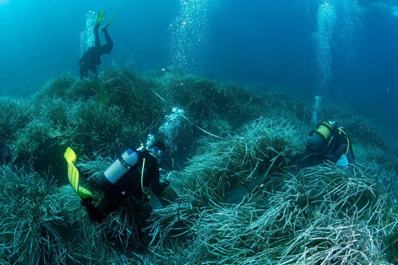 Una veintena de voluntarios y técnicos participan en el control de las praderas de posidonia en es Vedrà