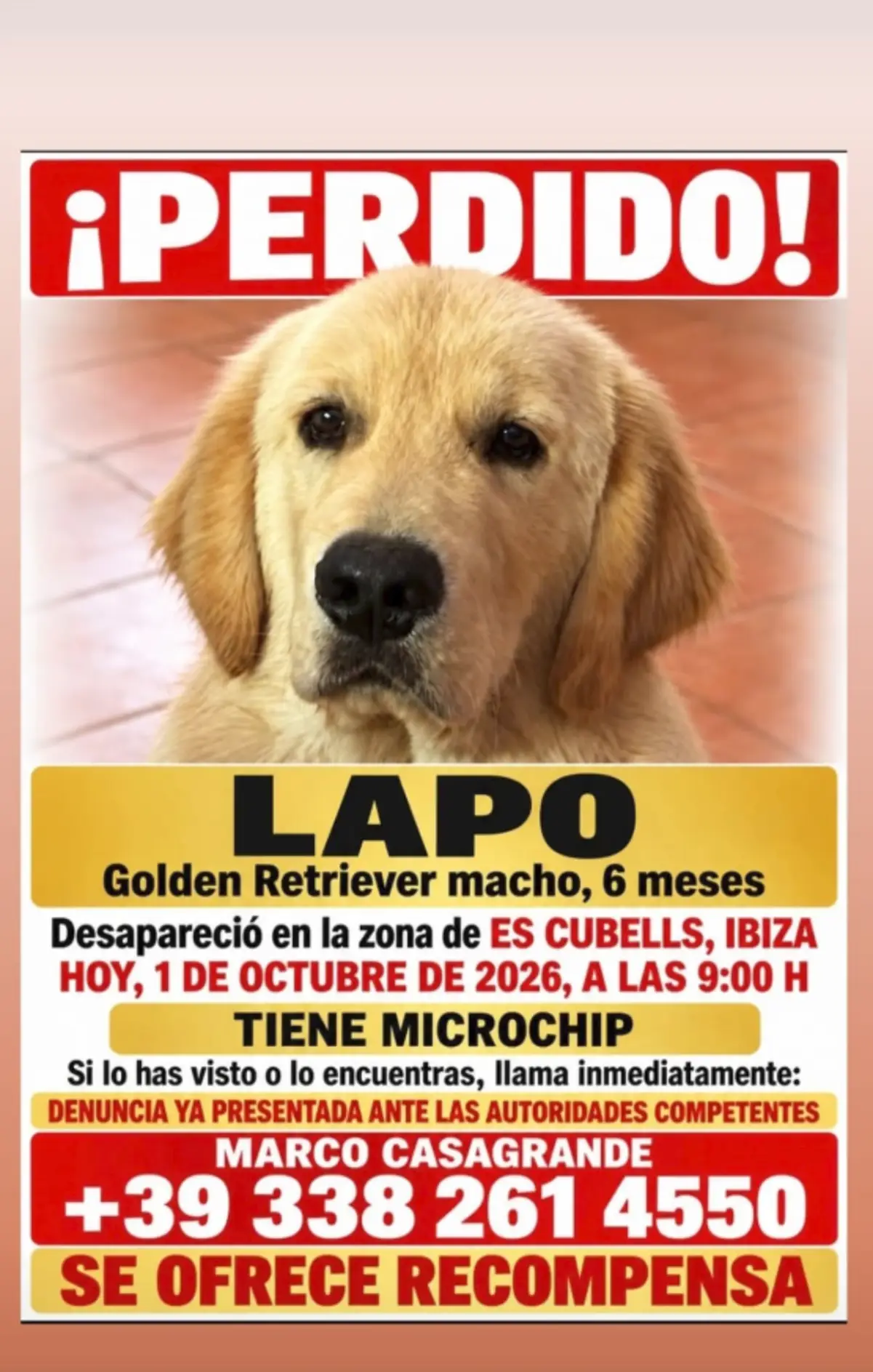Buscan a Lapo, un cachorro de Golden Retriever desaparecido en Es Cubells