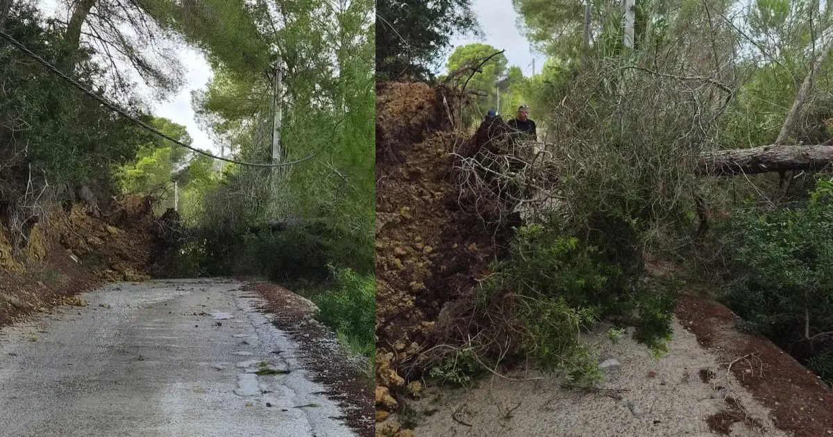 Un árbol caído bloquea la calzada e interrumpe el paso en Cala Mastella