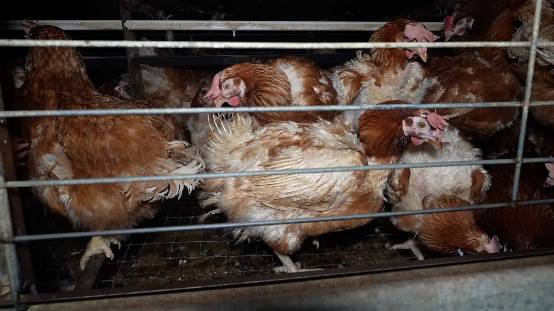 Salud Pública evaluará la granja de Manacor denunciada por maltrato animal y condiciona las medidas a los controles oficiales