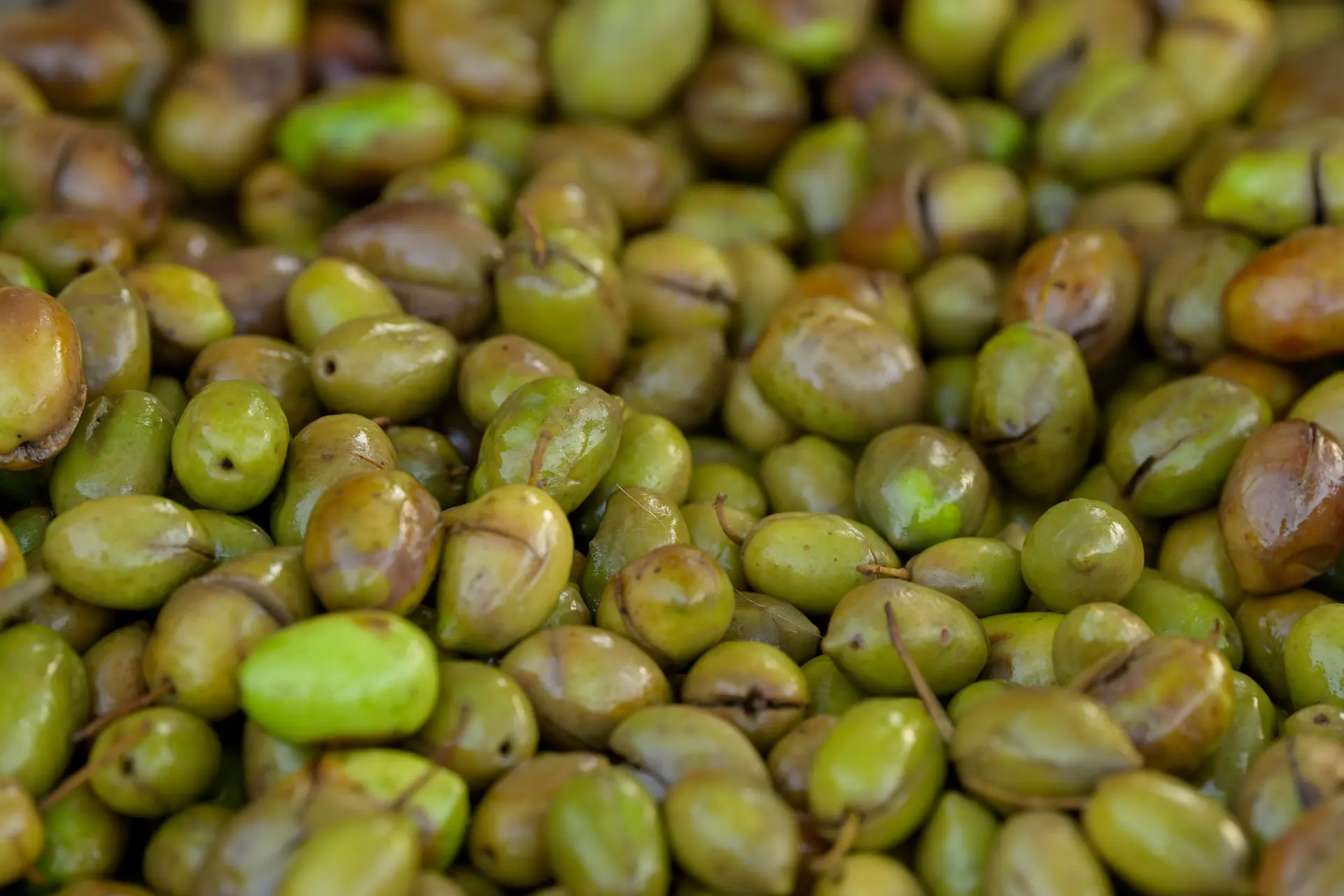 La tradición de salar aceitunas reúne a nuevos aprendices en Sant Carles