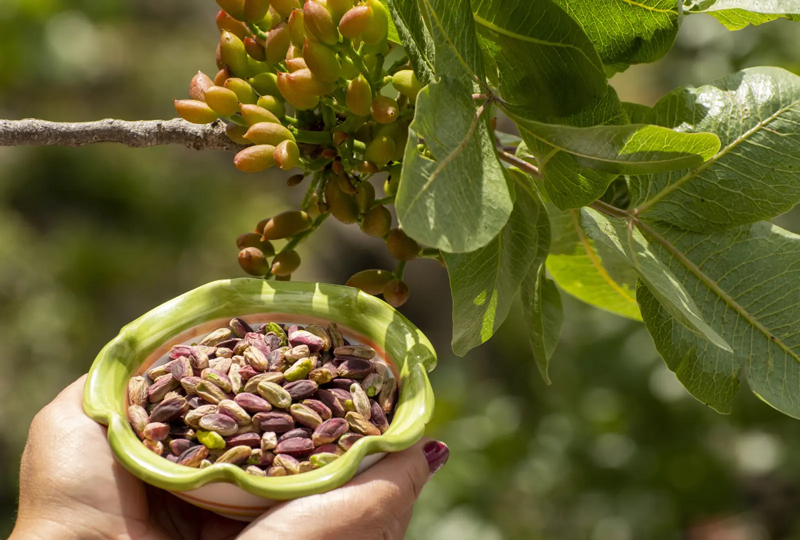 ¿Pueden los pistachos ayudarte a dormir mejor?