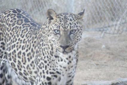 El leopardo de Arabia, uno de los animales más amenazados del mundo