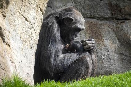 Una chimpancé del Bioparc de Valencia lleva meses con su cría muerta en brazos