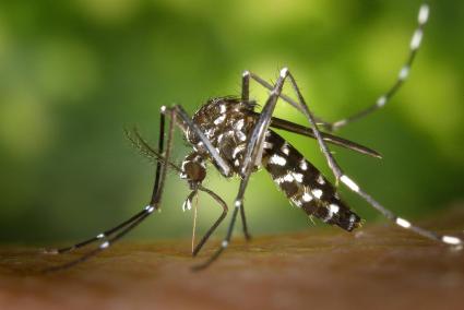 El motivo por el que te pican los mosquitos