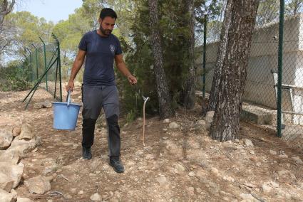 A la caza de las serpientes en Ibiza en plena ola de calor