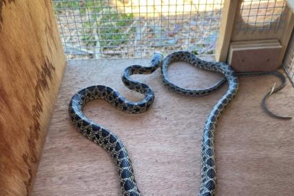 Imagen de archivo de una serpiente capturada en Ibiza.