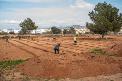 Una imagen de la zona en la que se está realizando el Campo de Fútbol Es Putxet.