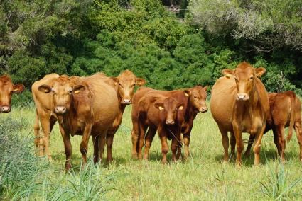 Vacas