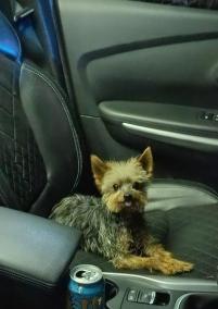 Imagen de Lucas, el perrito yorkshire que socorrió a su dueño y le salvó la vida.