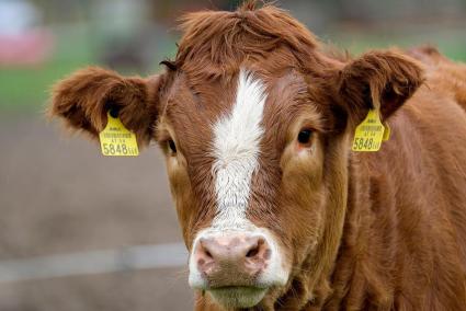 Una vaca.