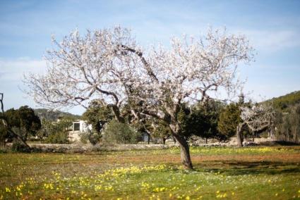 Constituida una mesa de trabajo para la recuperación del almendro de Ibiza