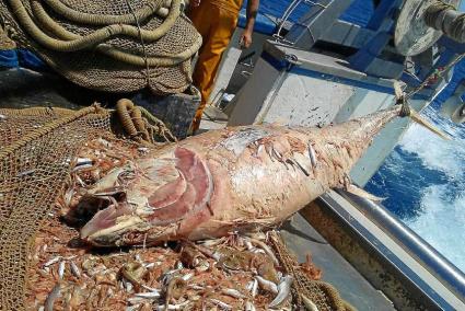 El Consell d’Eivissa denuncia «prácticas ilegales» en la pesca del atún rojo