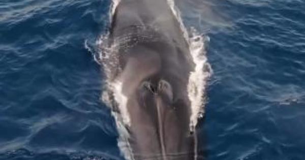 Impresionantes imágenes de una ballena rorcual en aguas de Ibiza