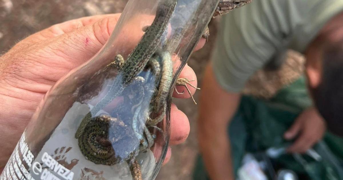 Las lagartijas de Ibiza: víctimas de la basura que dejan los turistas en el mítico mirador de es Vedrà