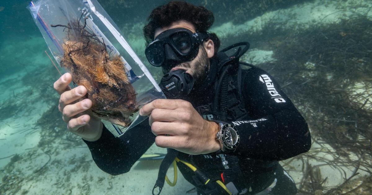 «El ánfora encontrada en Formentera revela que la posidonia crece un centímetro por siglo»