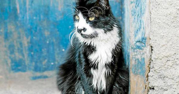 Sant Josep dice que los gatos que mueren en su centro de protección es porque tienen heridas o enfermedades