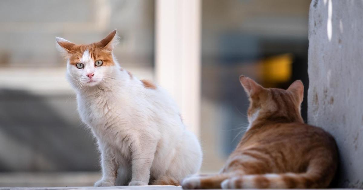 Animalistas piden una investigación «urgente» en un centro de protección animal de Ibiza