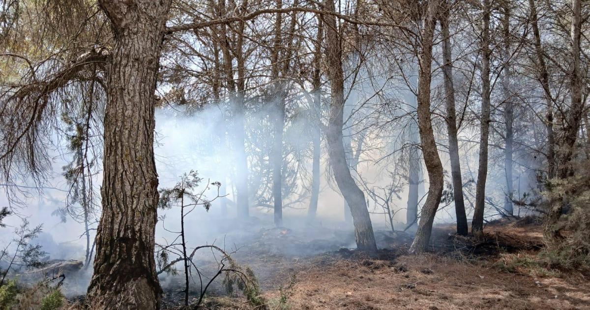 Controlado el incendio forestal declarado en una zona boscosa de Formentera