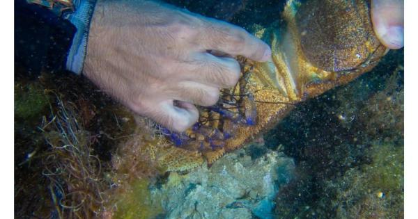 Hallan una cigala atrapada por una 'red fantasma' en el fondo del mar