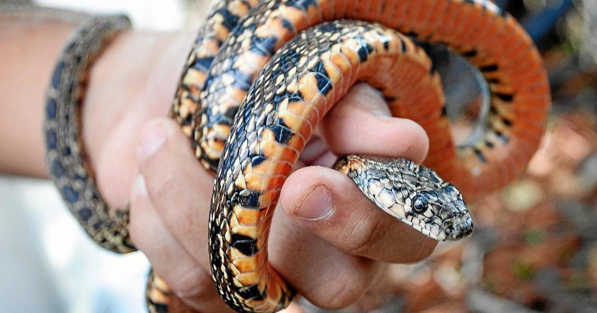 Ecologistas alertan del riesgo serio de extinción de la 'sargantana' de Ibiza y Formentera: «Está cerca de desaparecer»