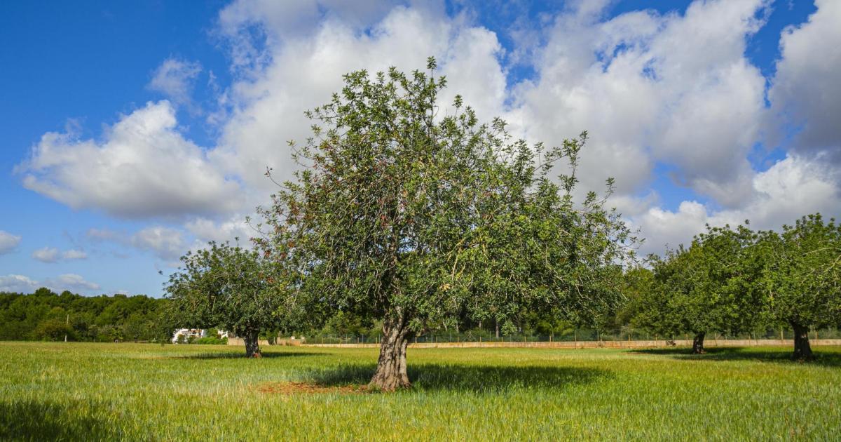 Santa Eulària lleva al pleno de septiembre la segunda rebaja del IBI rústico en tres años