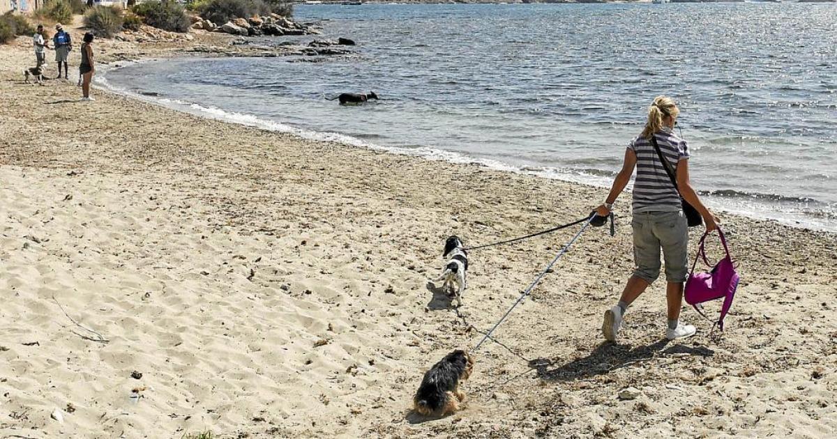 Denuncian el envenenamiento de perros por drogas en una playa de Ibiza