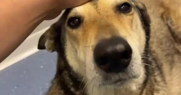 Esta es la historia de Akasha, una perrita a la que su familia renunció tras ser atropellada en Ibiza