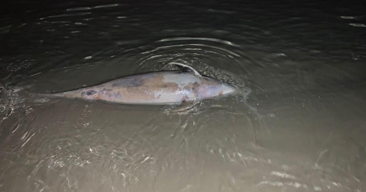 Hallado un delfín muerto en una playa de Ibiza